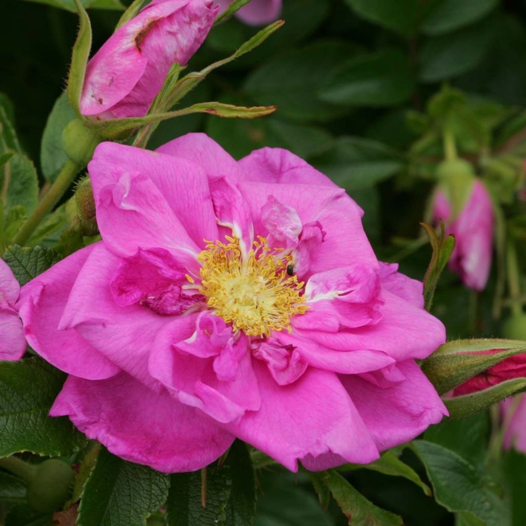 Rosier SAVORANOVA® Smart® - Rosa (x) rugosa