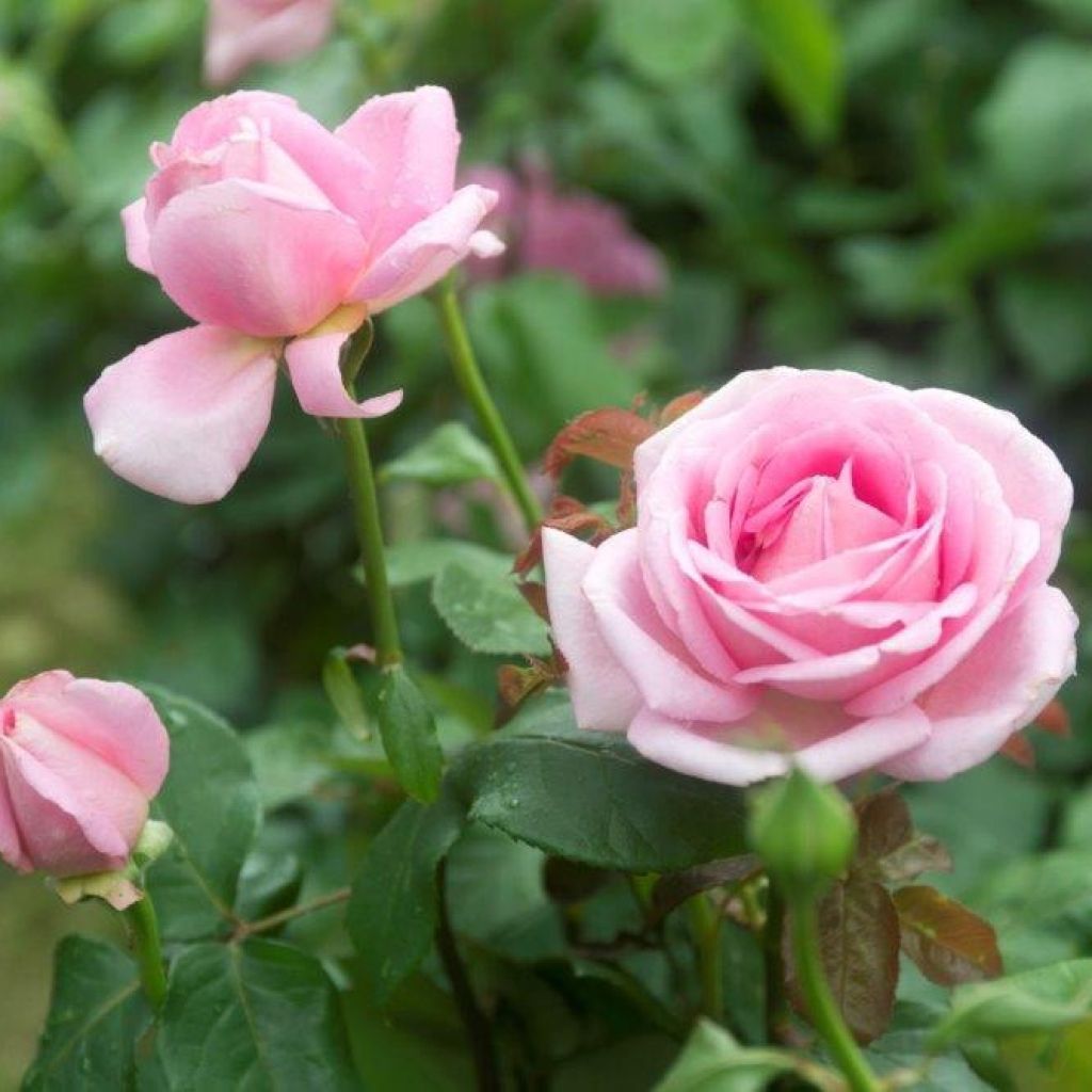 Rosier à grandes fleurs Gérard Depardieu