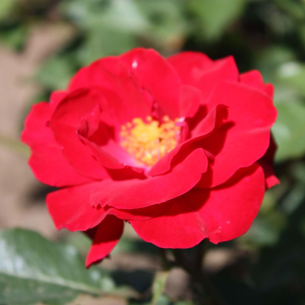 Rosier à fleurs groupées Alain en racines nues