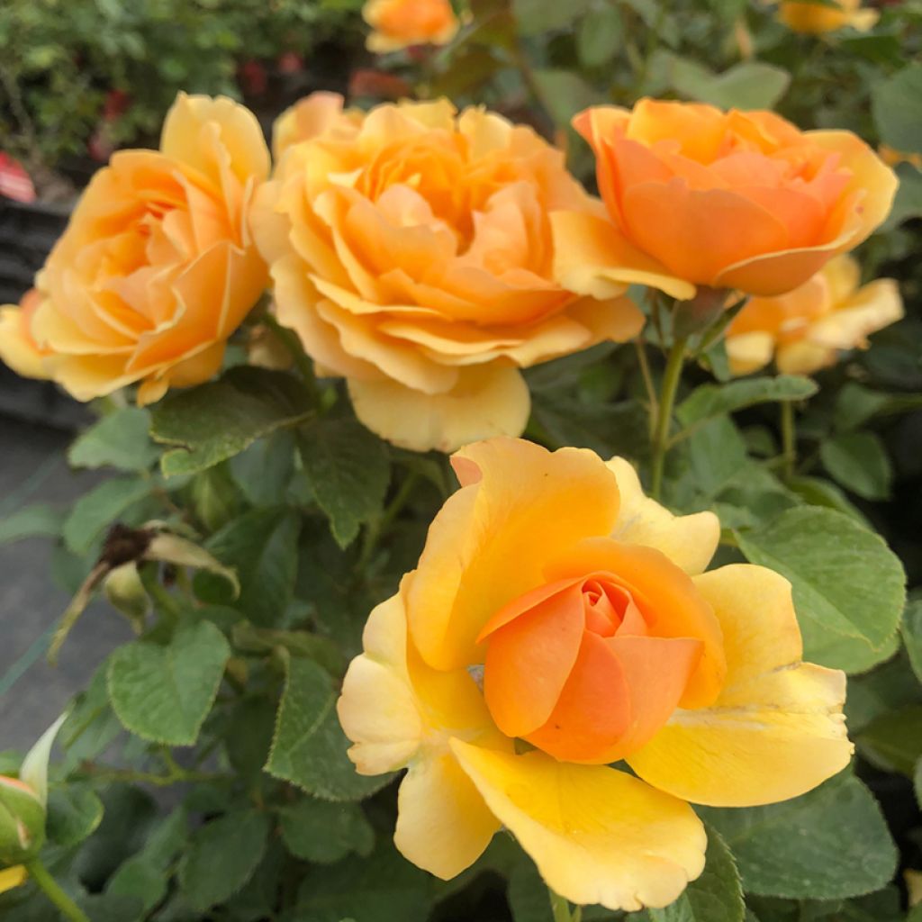 Rosier à fleurs groupées Amber Queen