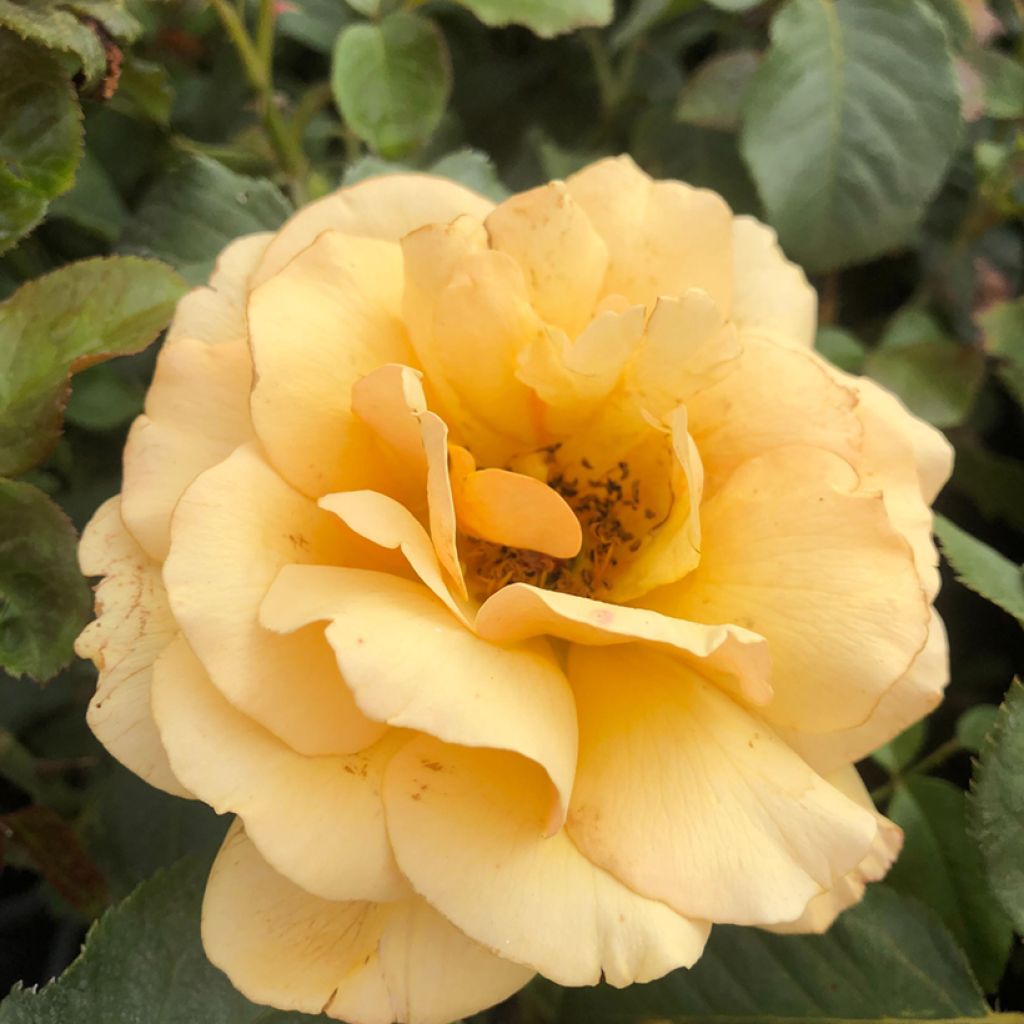 Rosier à fleurs groupées Amber Queen