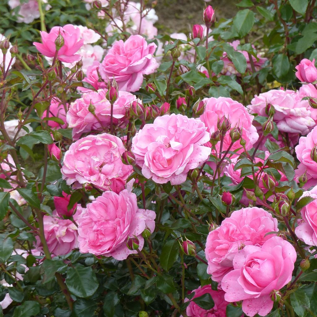 Rosier à fleurs groupées Berleburg