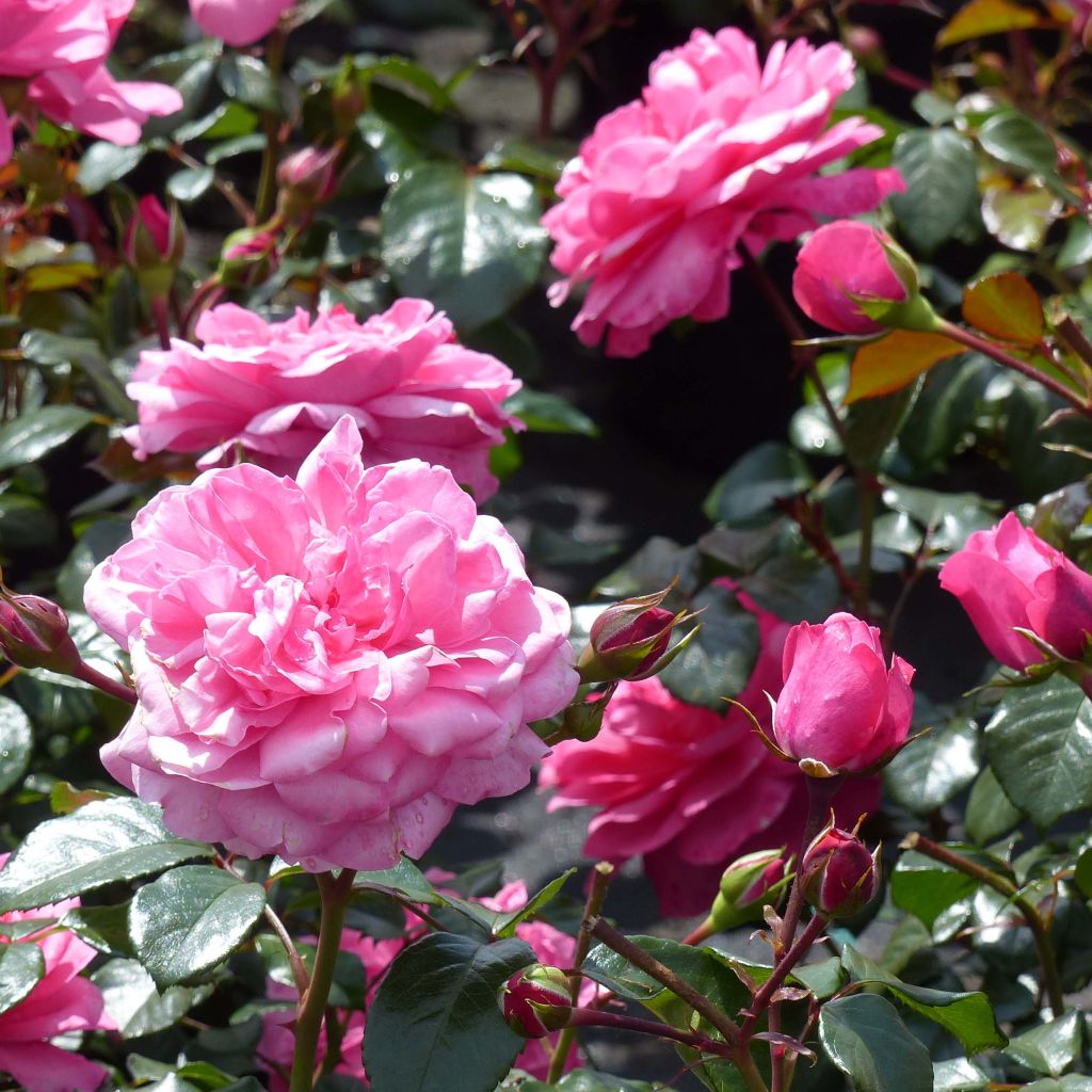 Rosier à fleurs groupées Berleburg