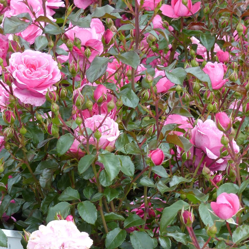 Rosier à fleurs groupées Berleburg