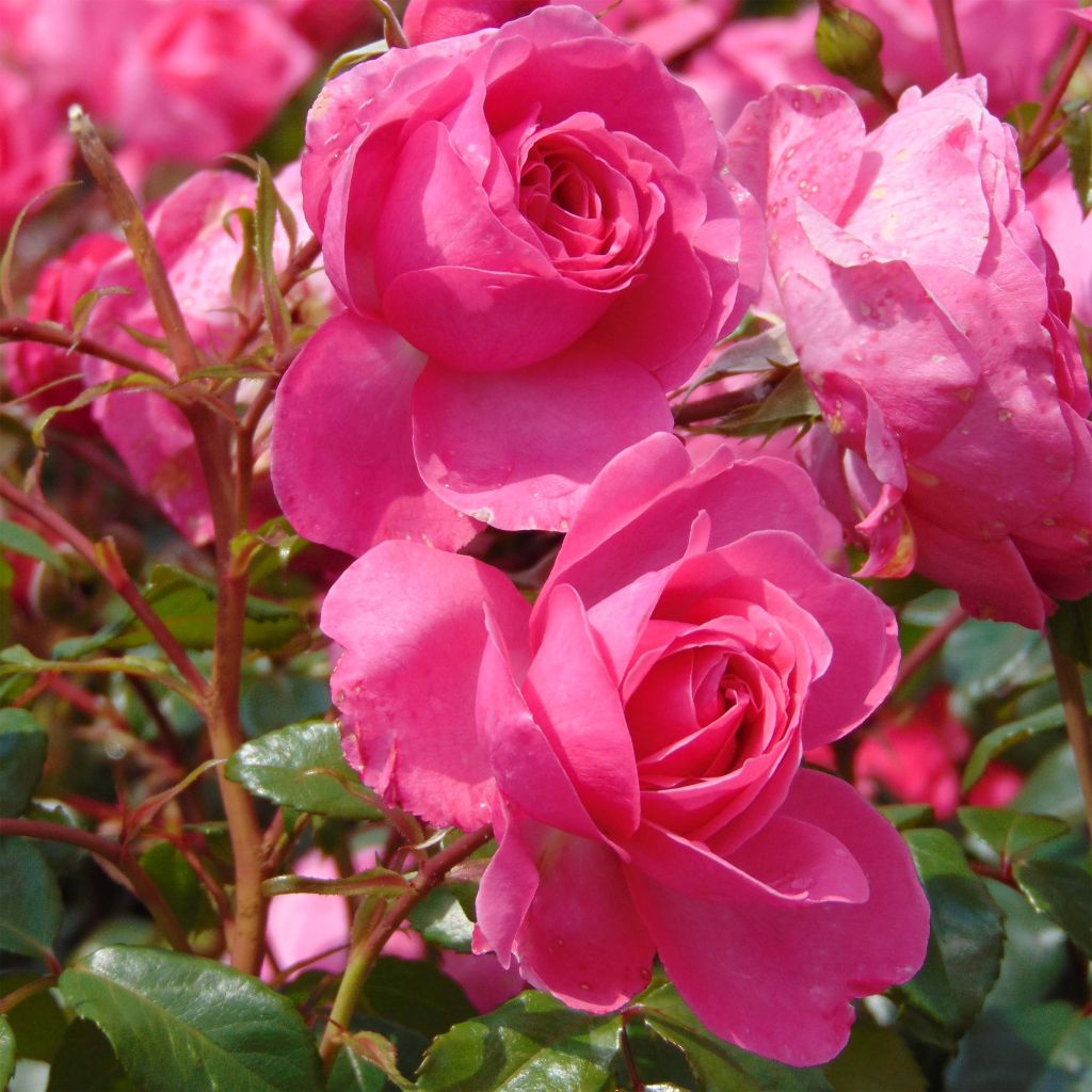 Rosier à fleurs groupées Berleburg en pot de 4L