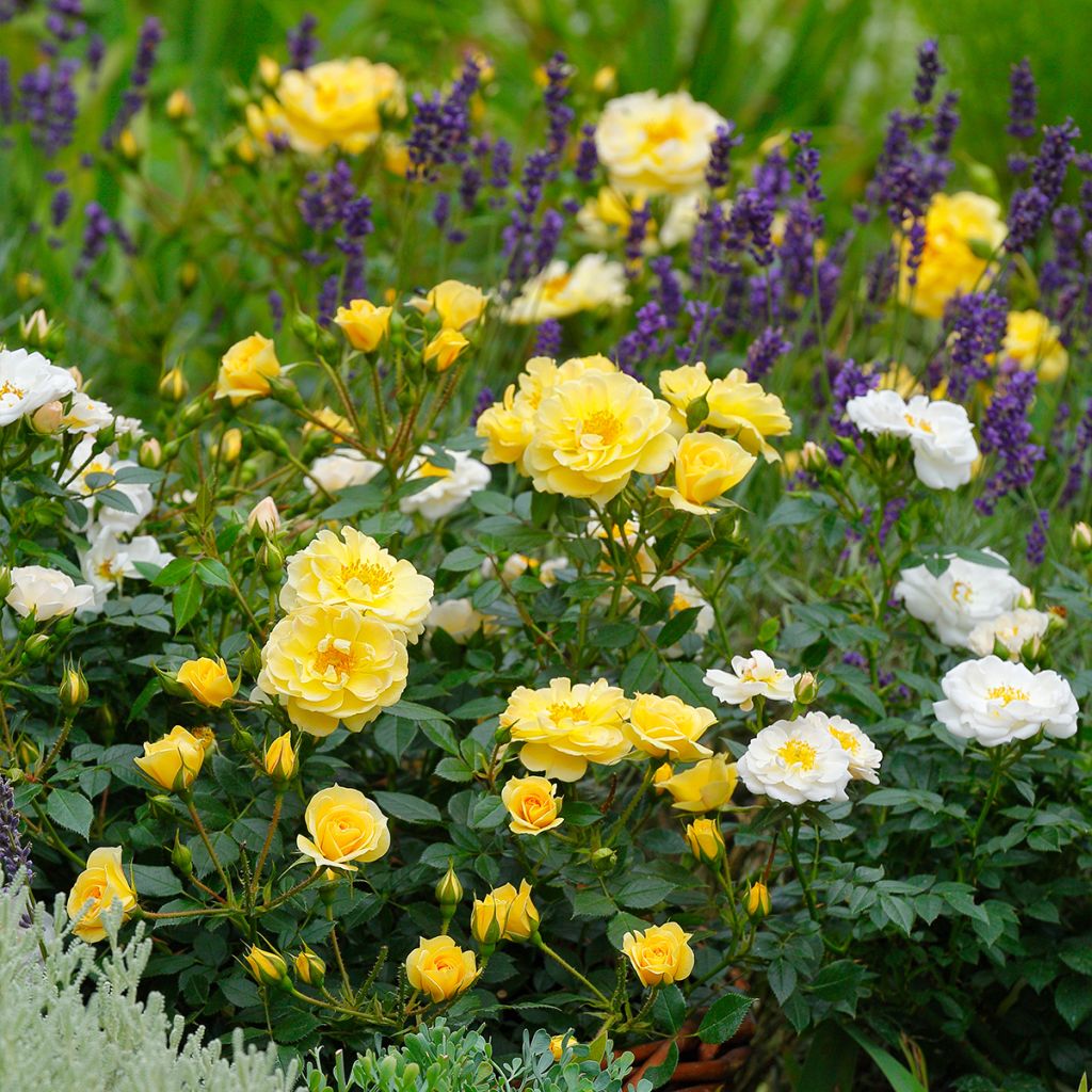 Rosier à fleurs groupées Bienenweide Gelb