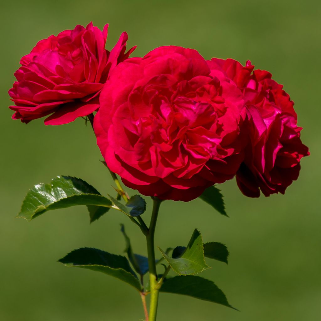 Rosier à fleurs groupées Bordeaux