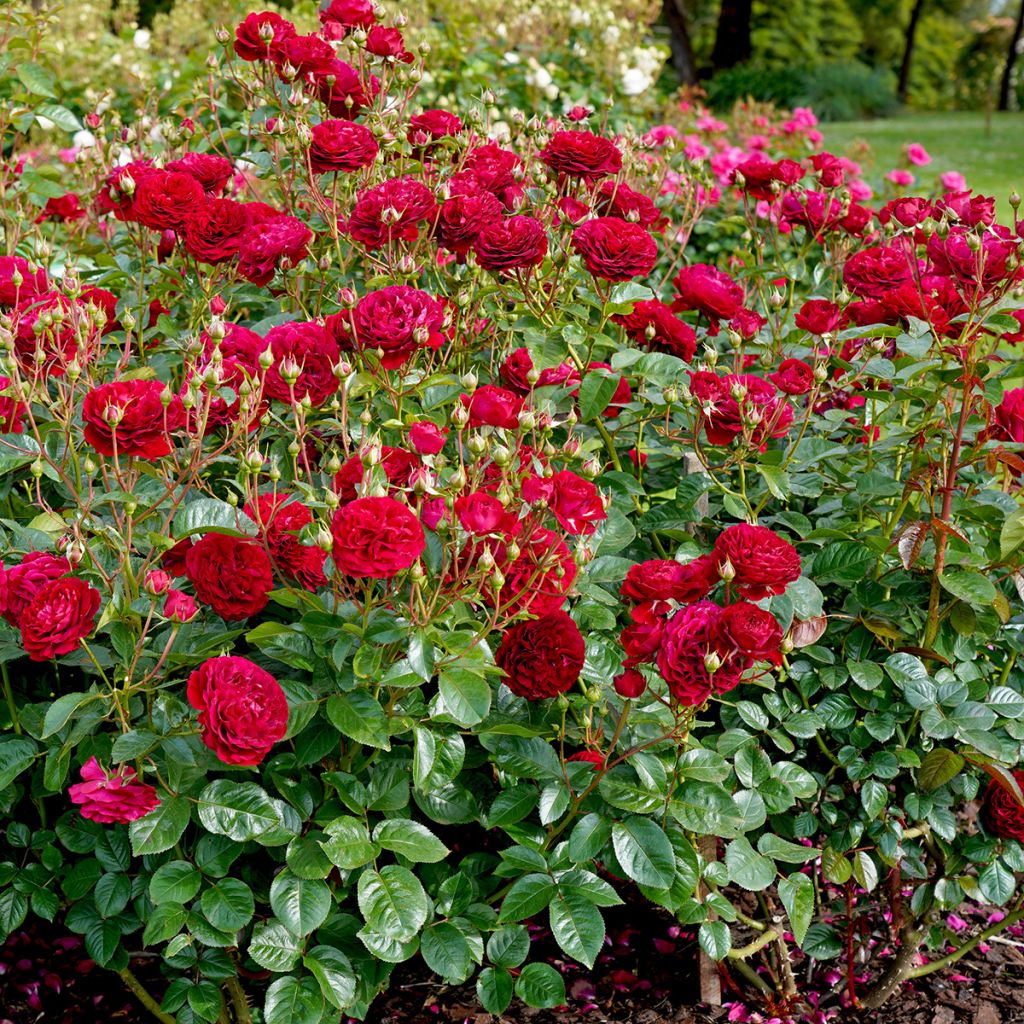 Rosier à fleurs groupées Bordeaux