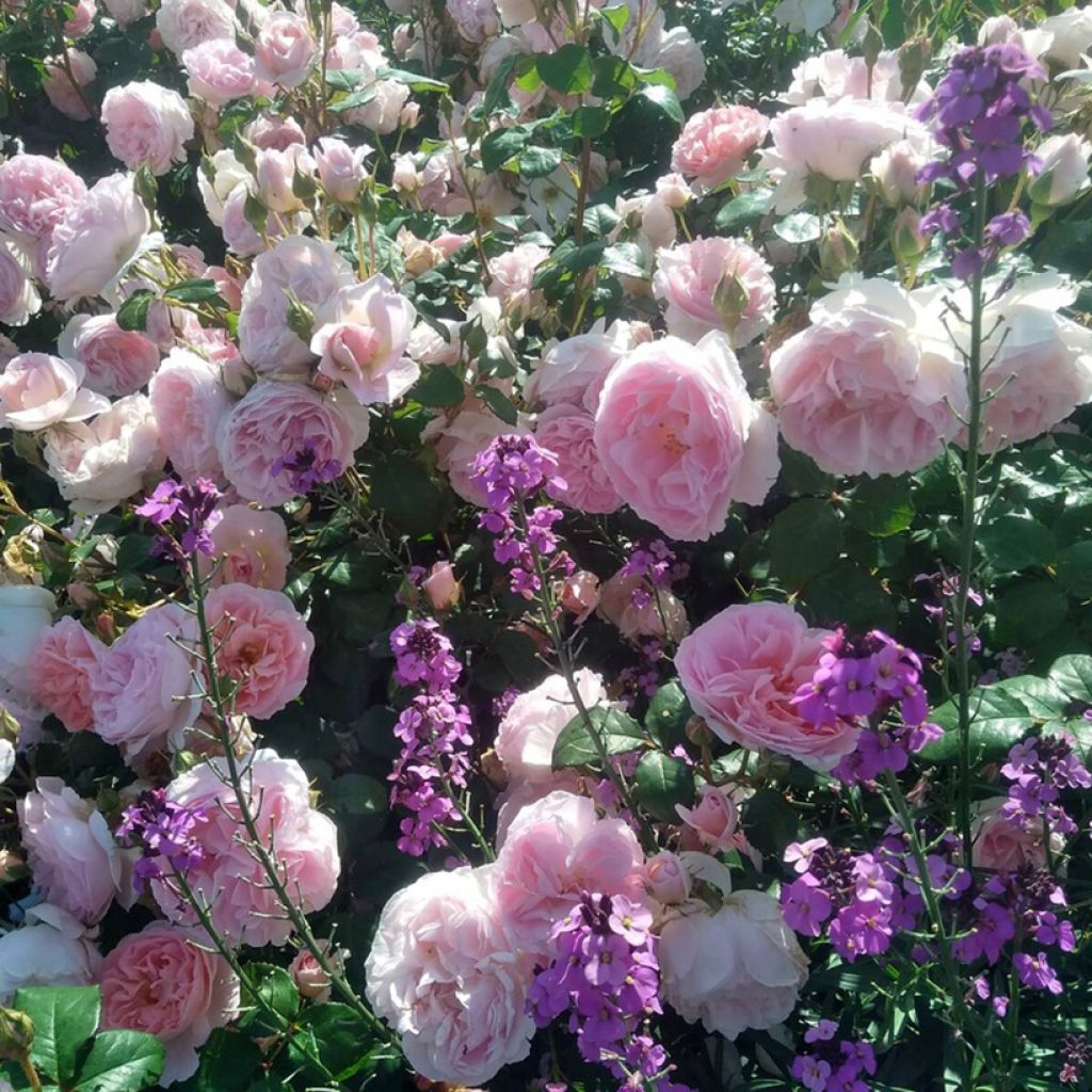 Rosier à fleurs groupées Caroline's Heart vel16dsipo