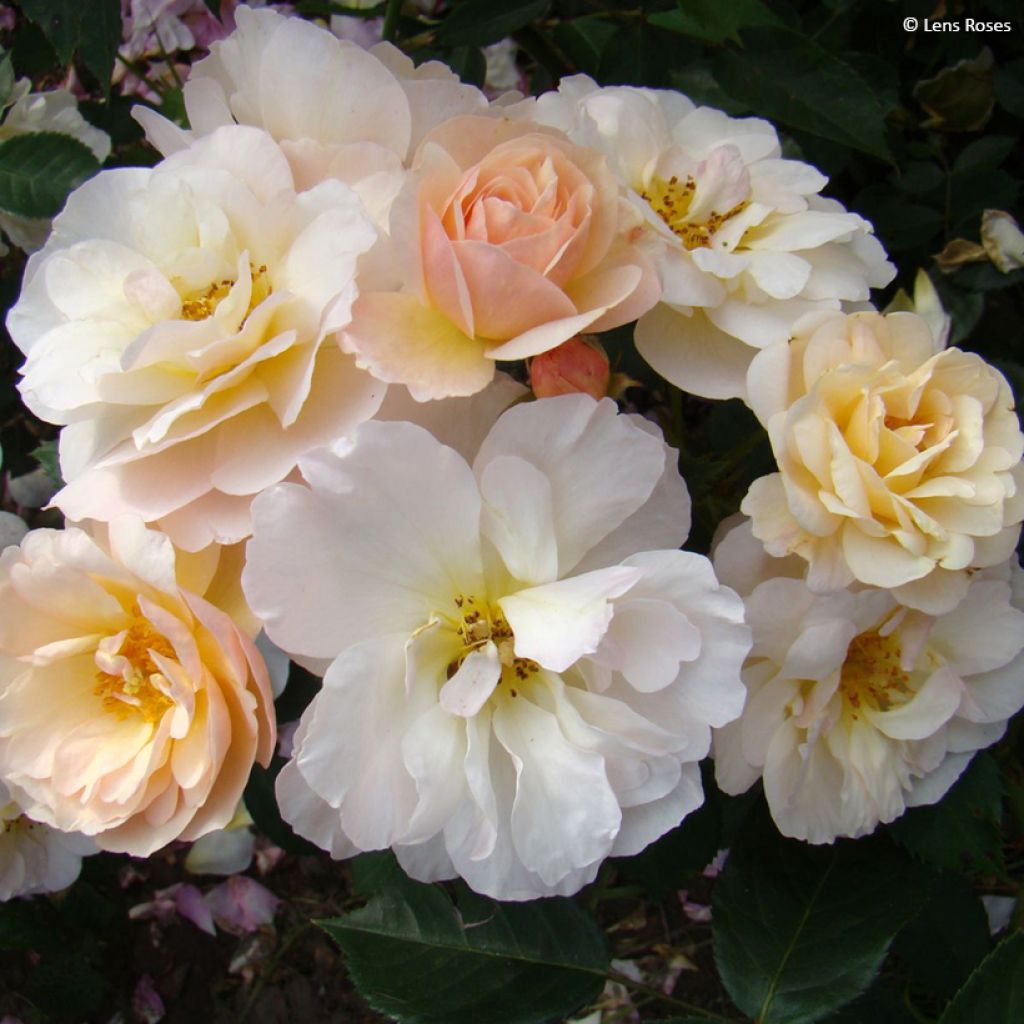 Rosier à fleurs groupées Comtesse André d'Oultremont