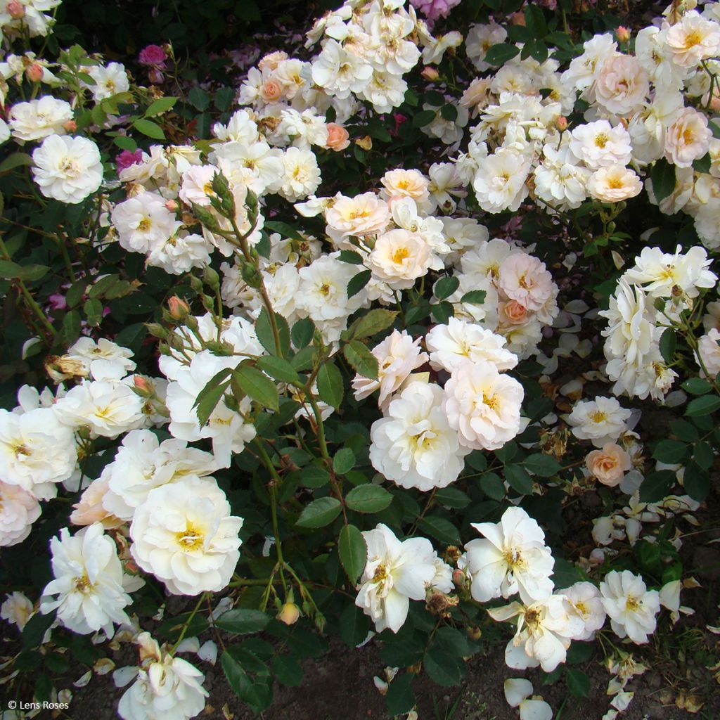 Rosier à fleurs groupées Comtesse André d'Oultremont