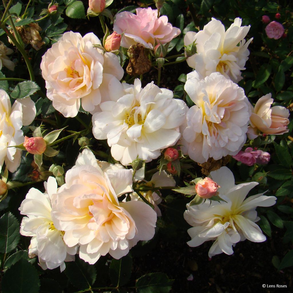 Rosier à fleurs groupées Comtesse André d'Oultremont