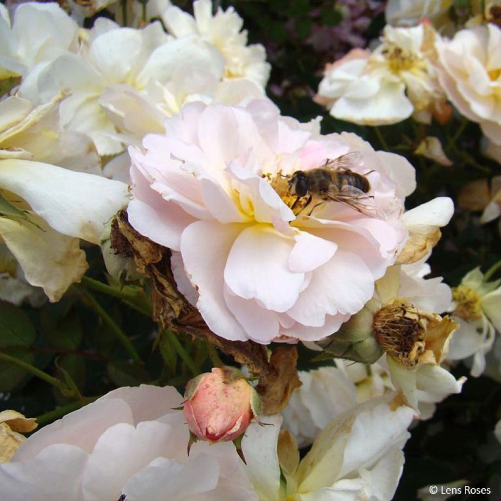 Rosier à fleurs groupées Comtesse André d'Oultremont