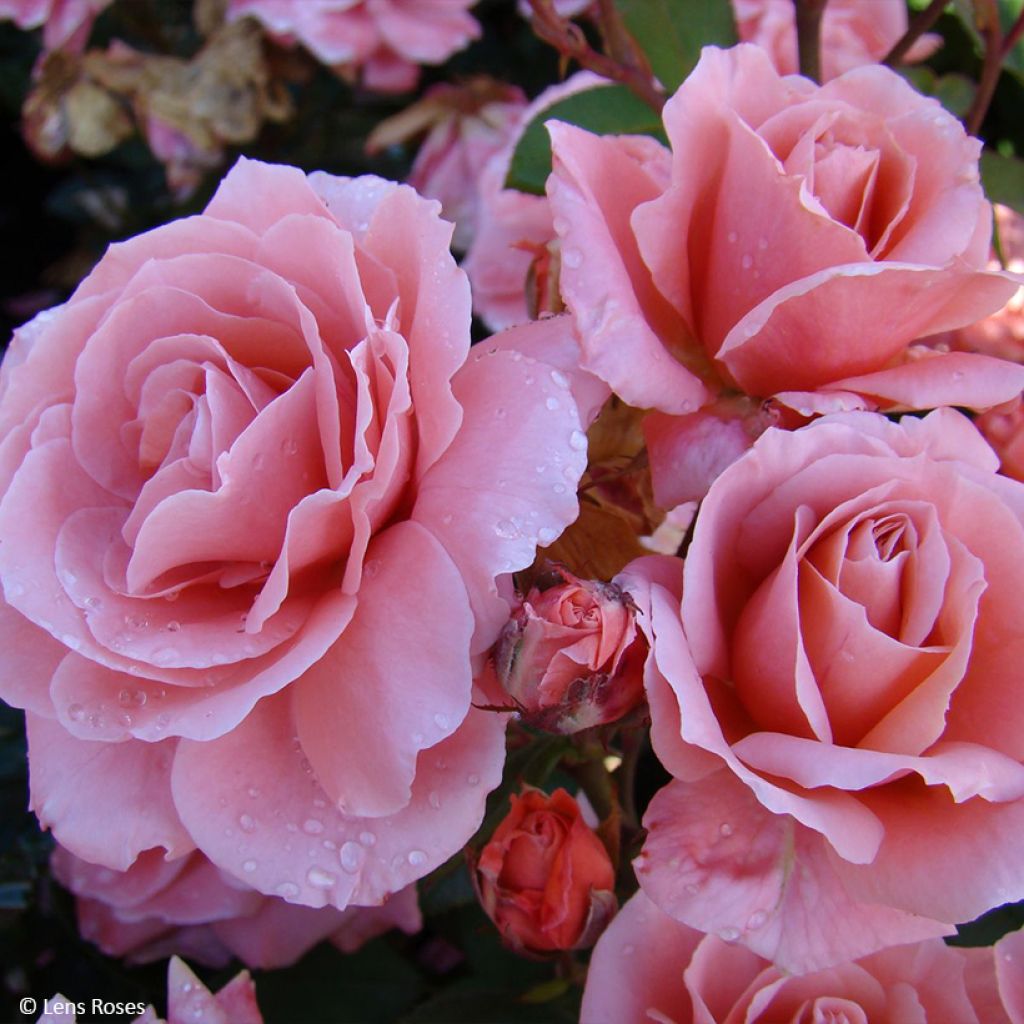 Rosier à fleurs groupées Favorite