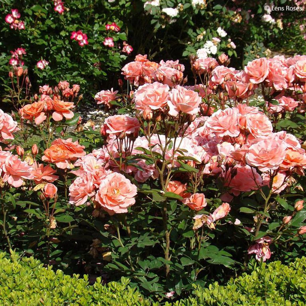 Rosier à fleurs groupées Favorite