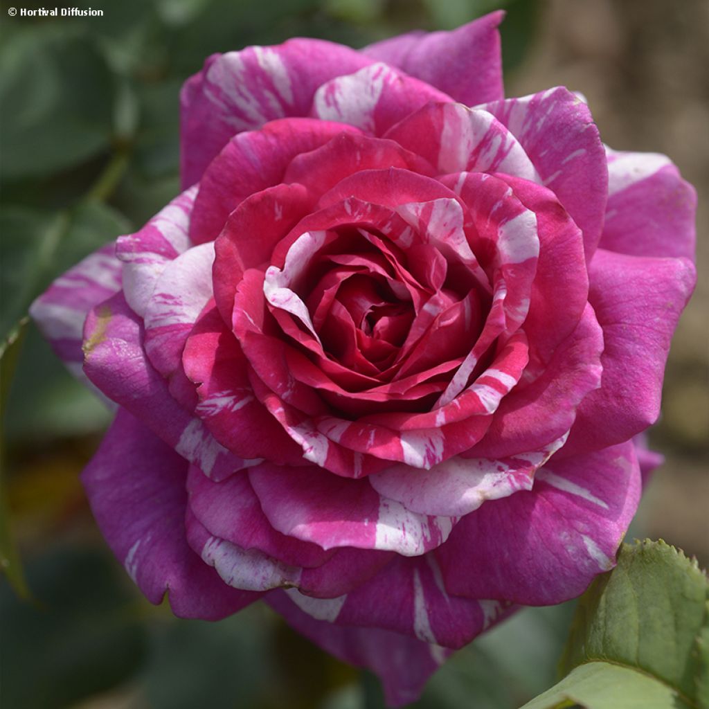 Rosier à fleurs groupées Fizzy Lady Weknewibysbip