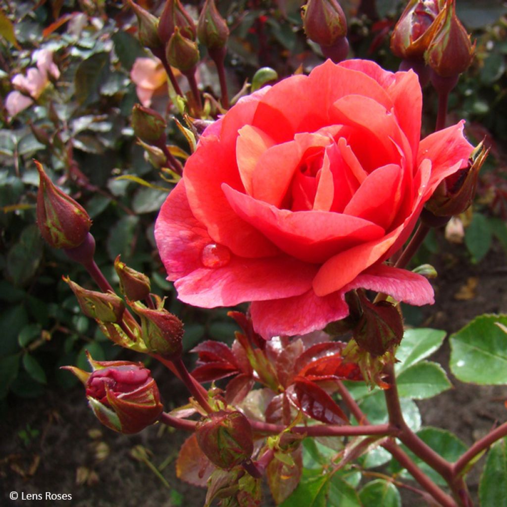 Rosier à fleurs groupées Folle Framboise