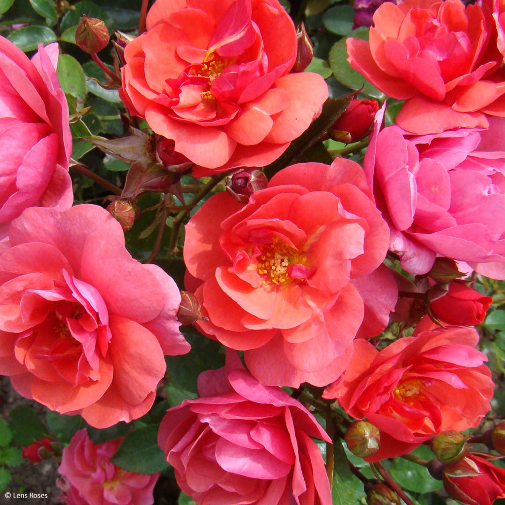 Rosier à fleurs groupées Folle Framboise