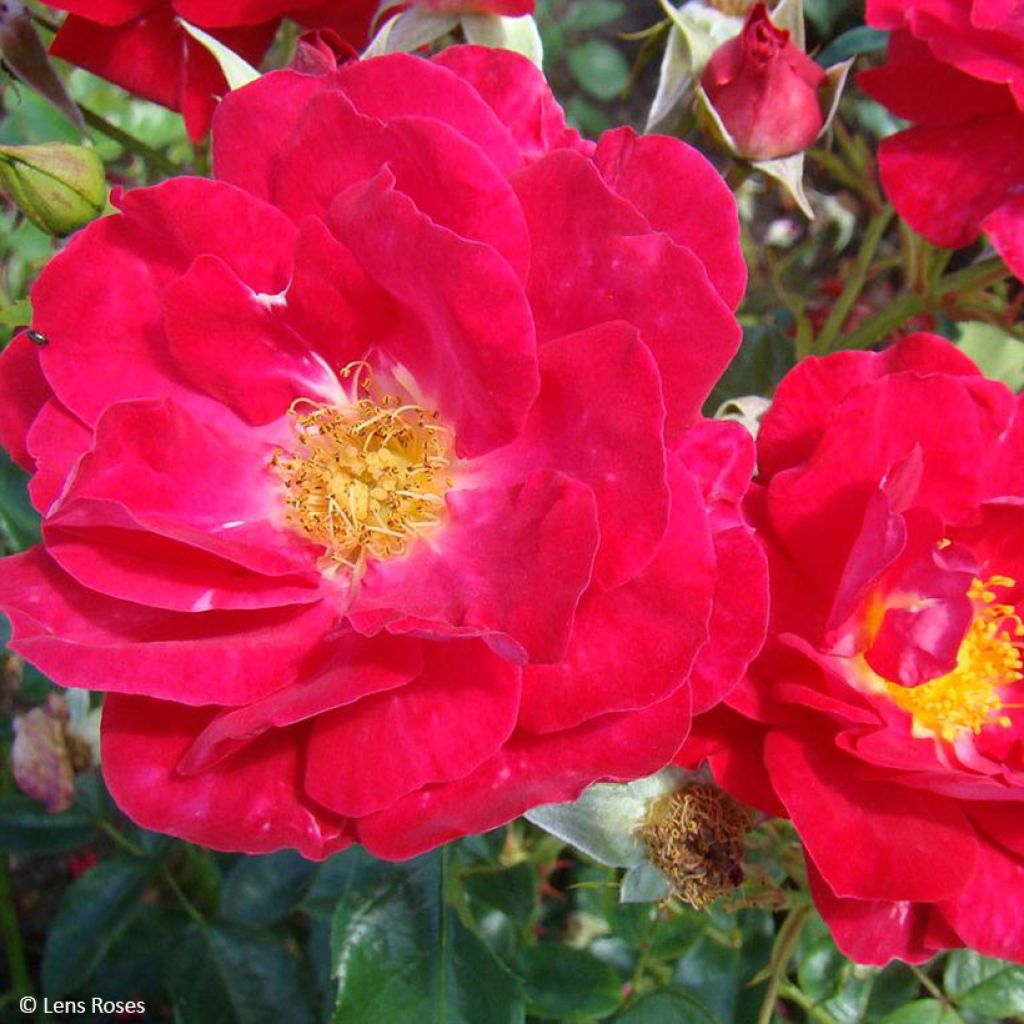 Rosier à fleurs groupées Garance