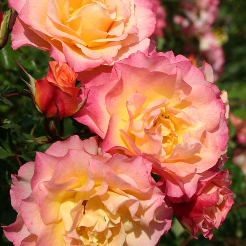 Rosier à fleurs groupées Hedge Charmers - LandLust