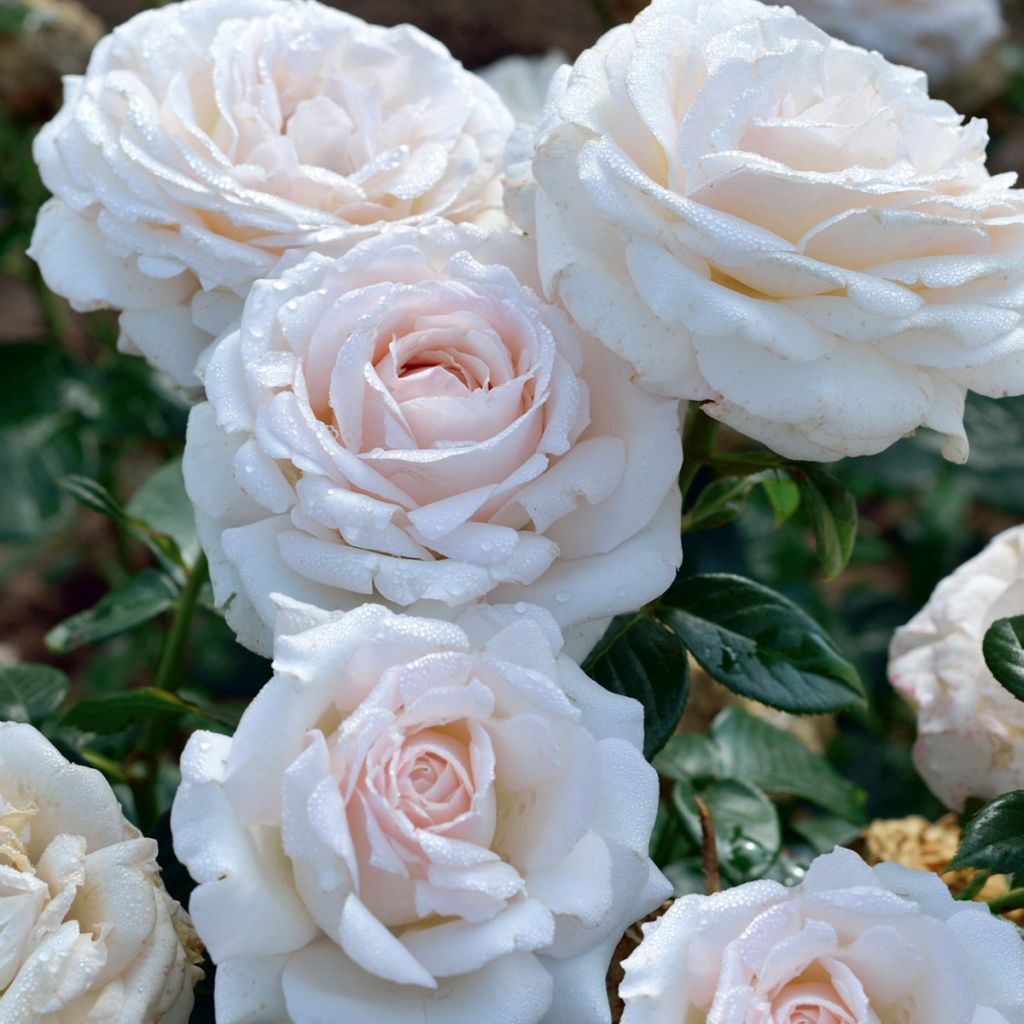 Rosier à fleurs groupées La Sauvagine Terre et Passion