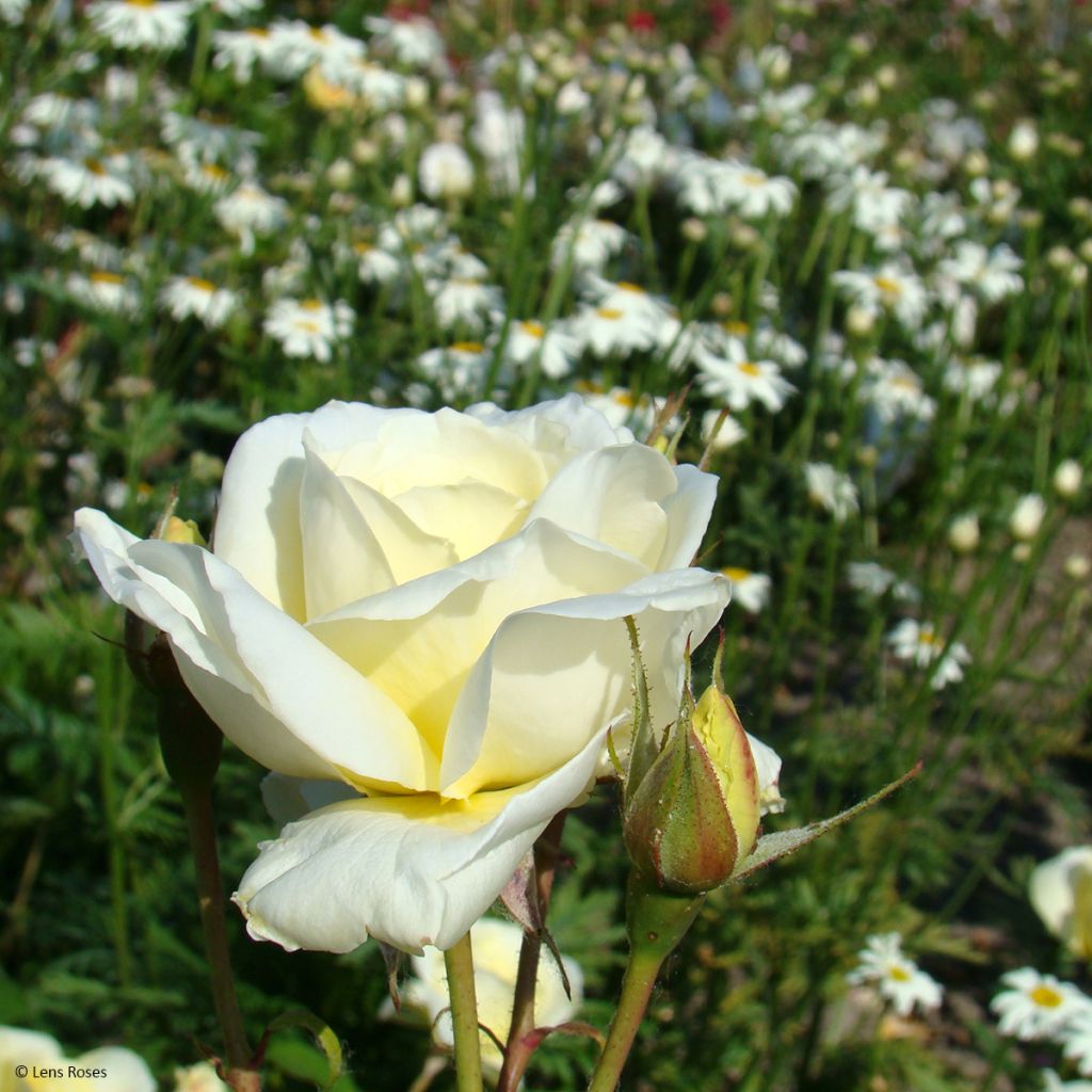 Rosier à fleurs groupées Love letter