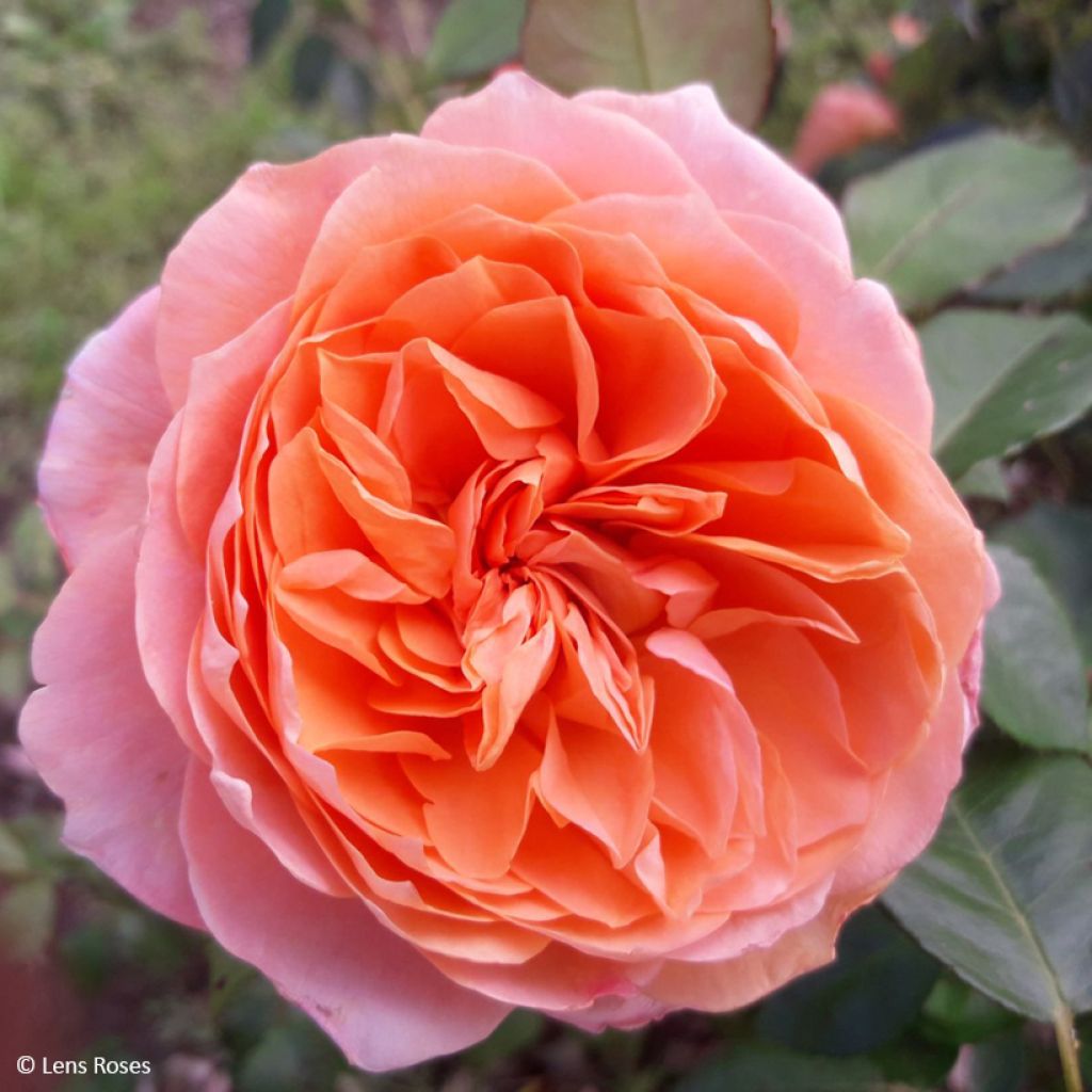 Rosier à fleurs groupées Marc's Jubilée