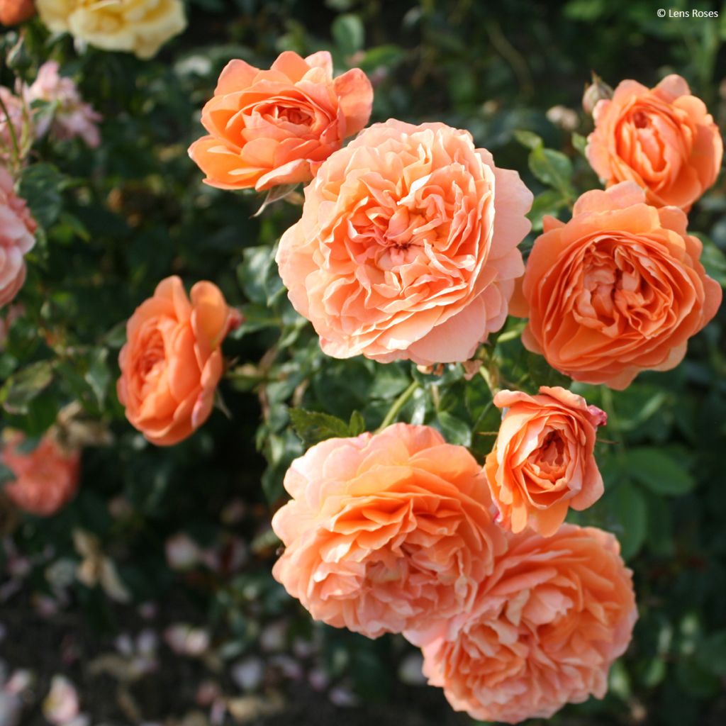 Rosier à fleurs groupées Marc's Jubilée