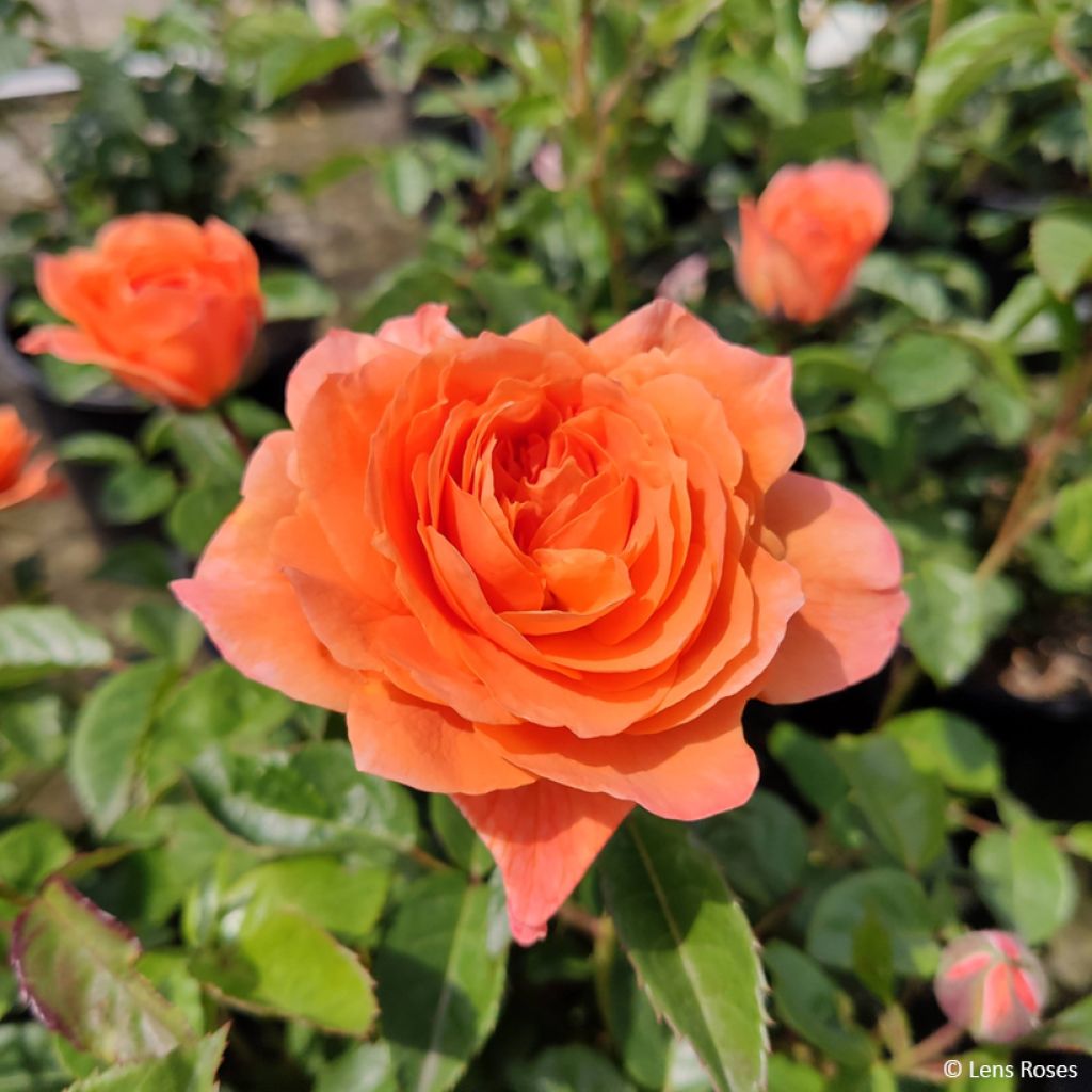 Rosier à fleurs groupées Marc's Jubilée