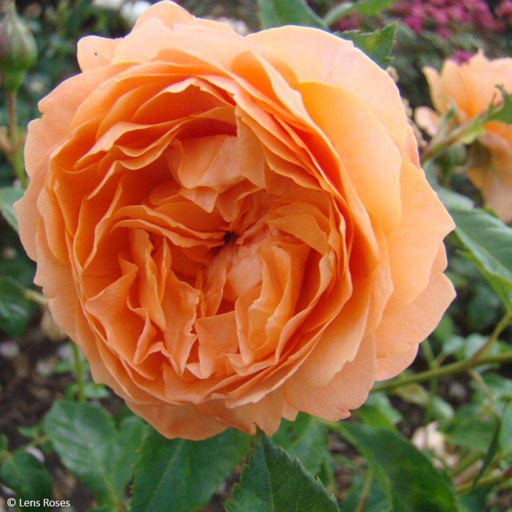 Rosier à fleurs groupées Marc's Jubilée