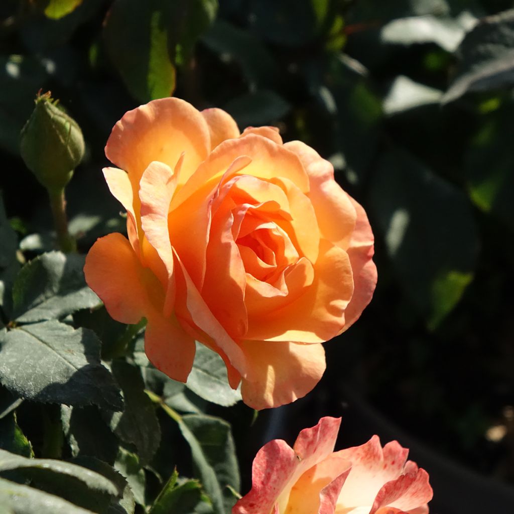 Rosier à fleurs groupées Message d'Espoir