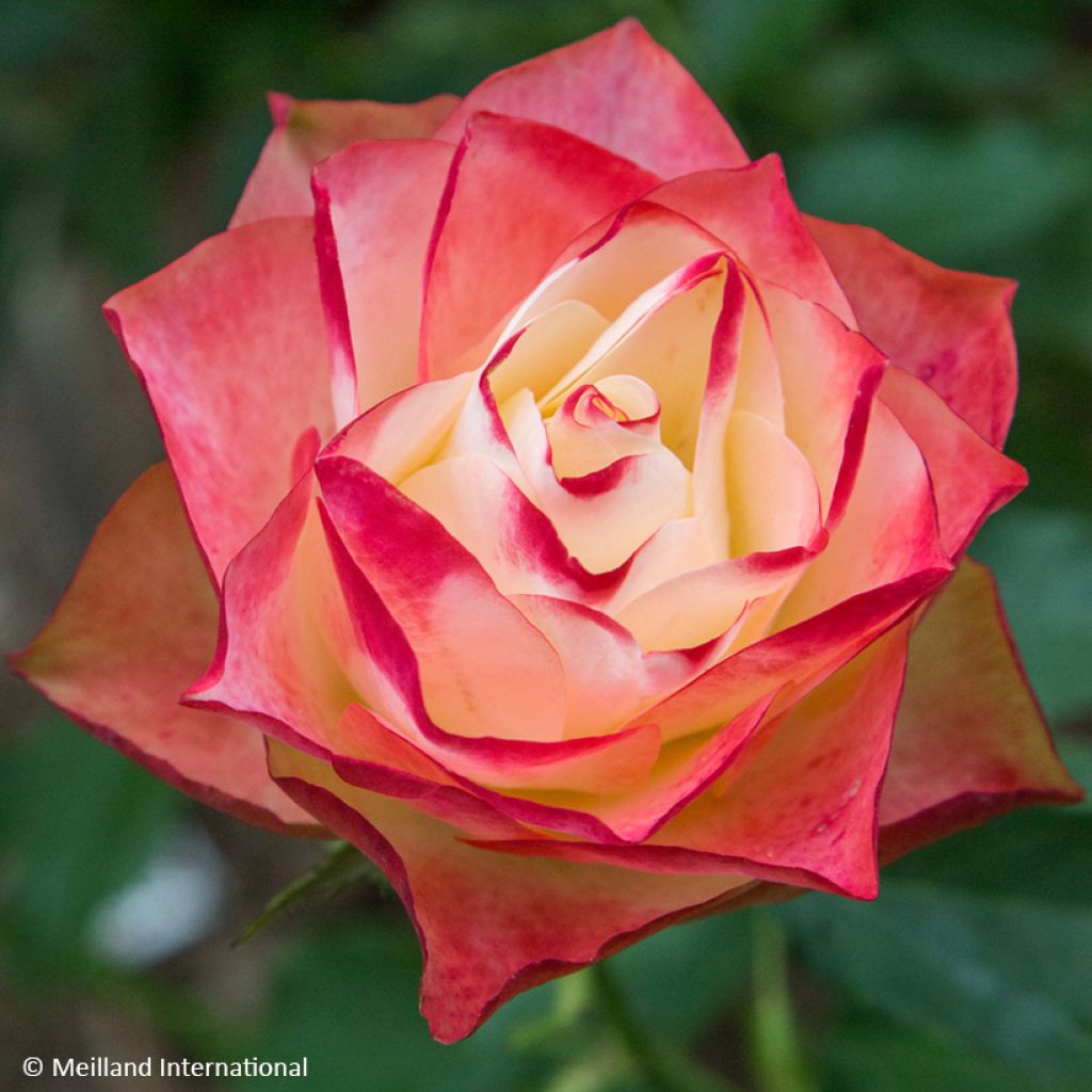 Rosier à fleurs groupées Origami