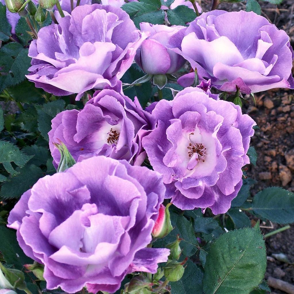 Rosier à fleurs groupées Pacific Dream en racines nues