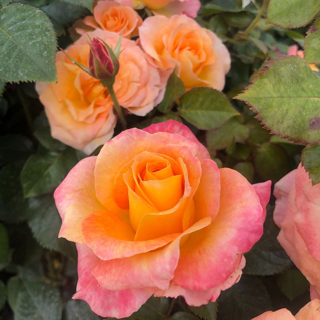 Rosier à fleurs groupées Rochemenier Village