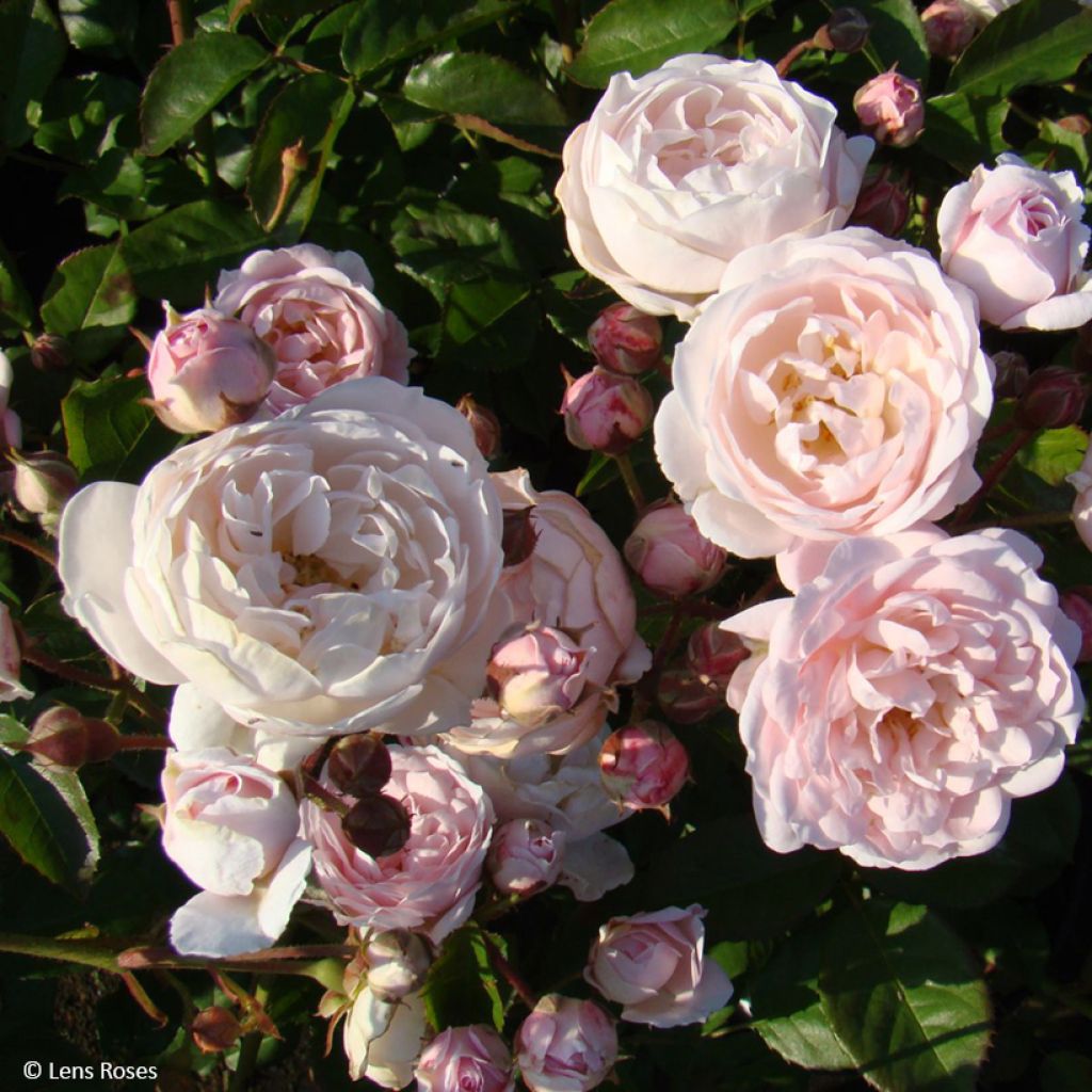Rosier à fleurs groupées Rose de la petite Chabotte