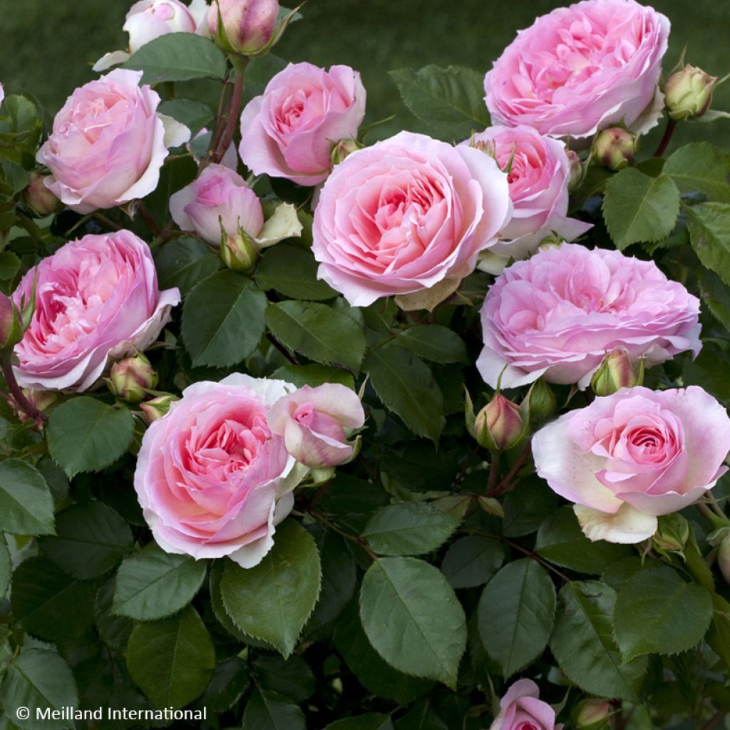 Rosier à fleurs groupées Sophia Romantica