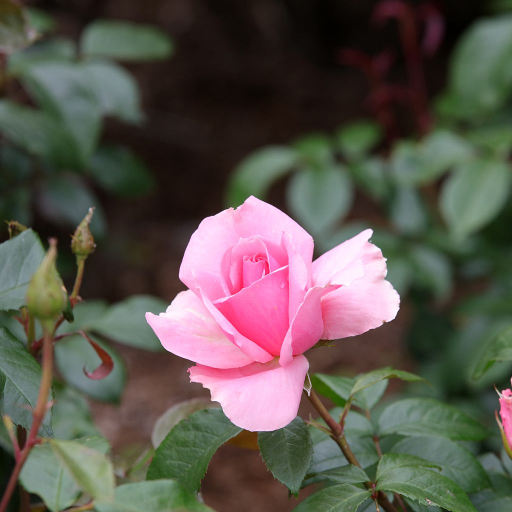 Rosier à fleurs groupées Ville de Saumur