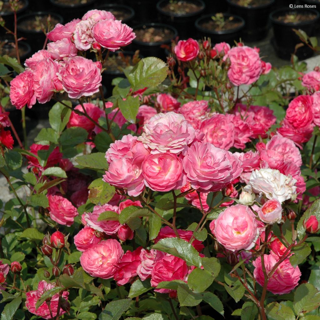 Rosier à fleurs groupées Walferdange