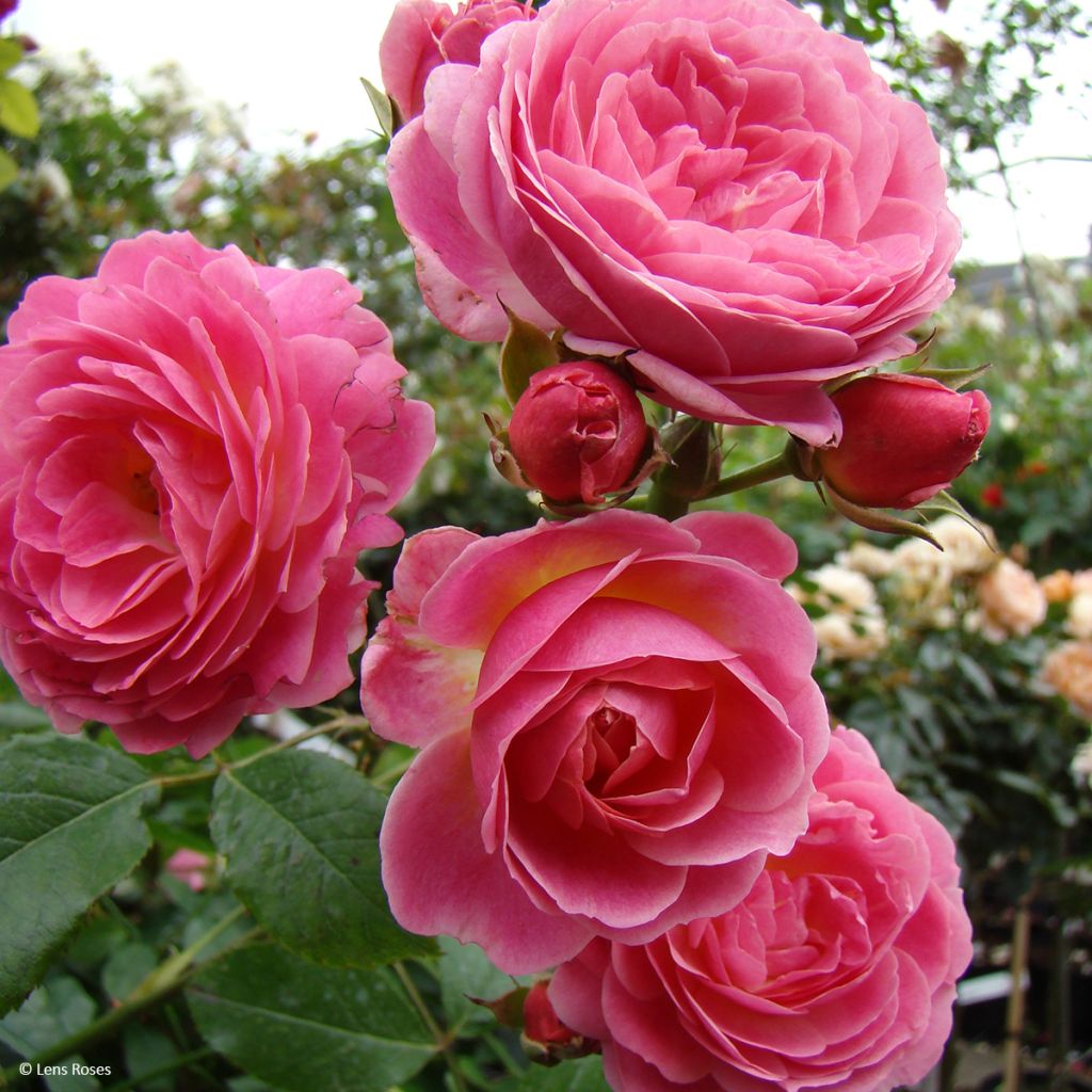 Rosier à fleurs groupées Walferdange