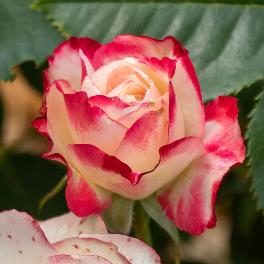 Rosier à fleurs groupées Zelda Reuvery