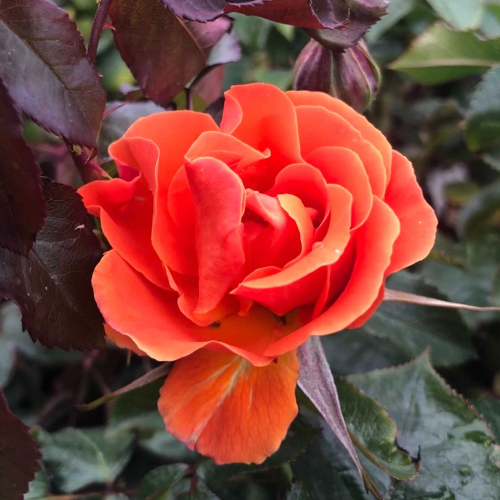 Rosier à fleurs groupées François Mauriac