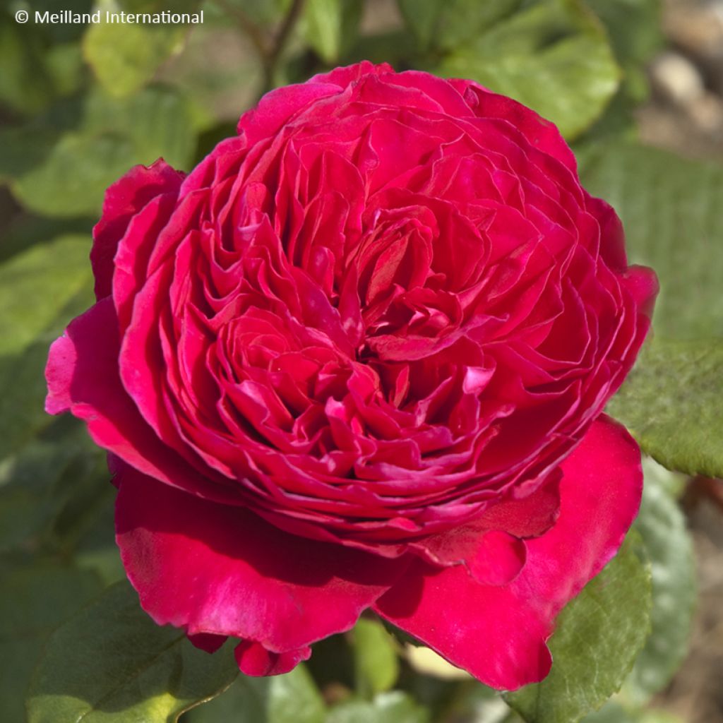 Rosier à grandes fleurs Alain Souchon