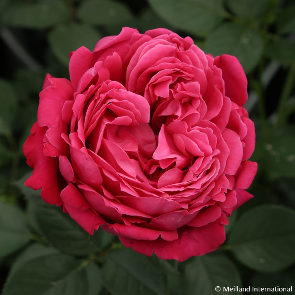 Rosier à grandes fleurs Alexandre Astier
