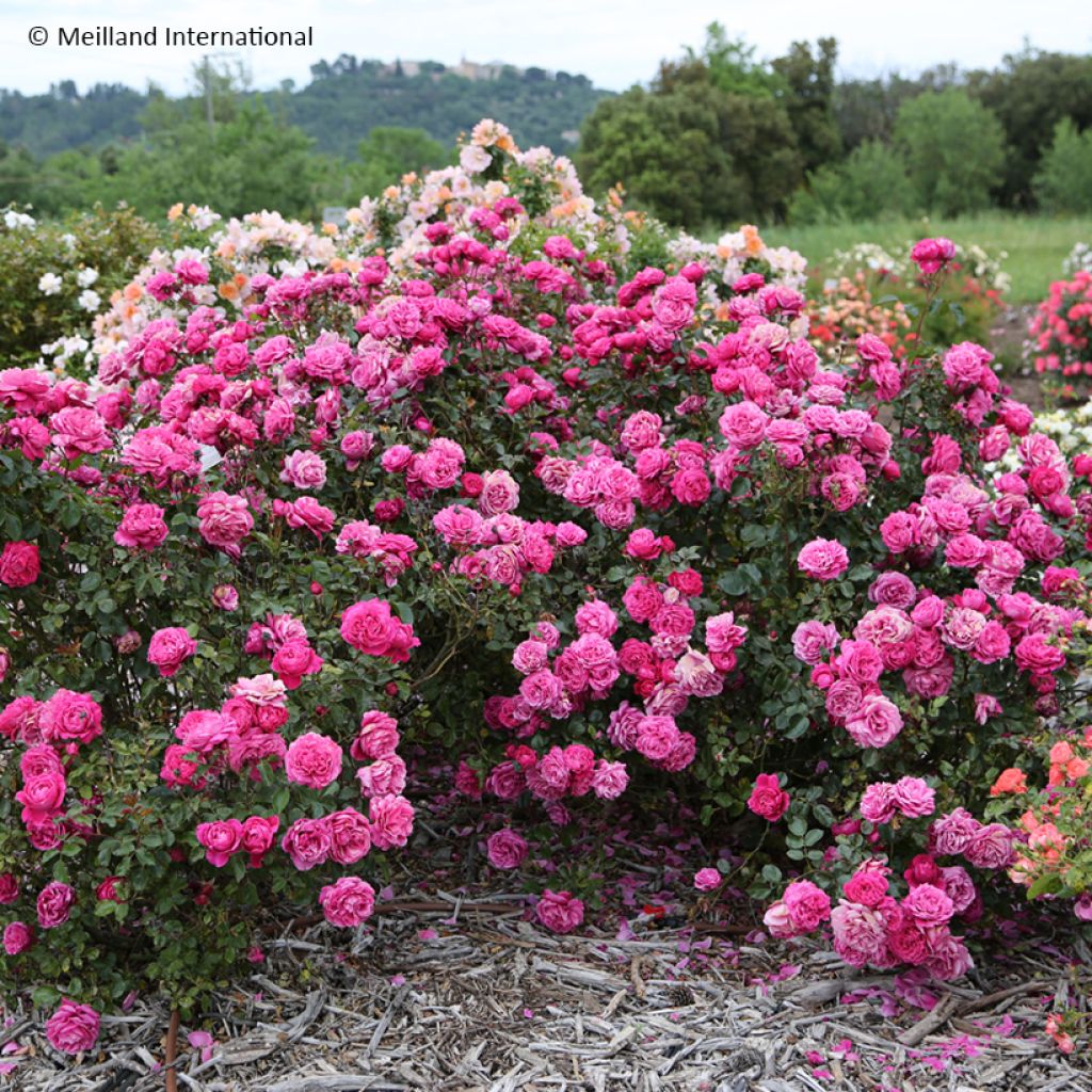Rosier à grandes fleurs Alexandre Astier