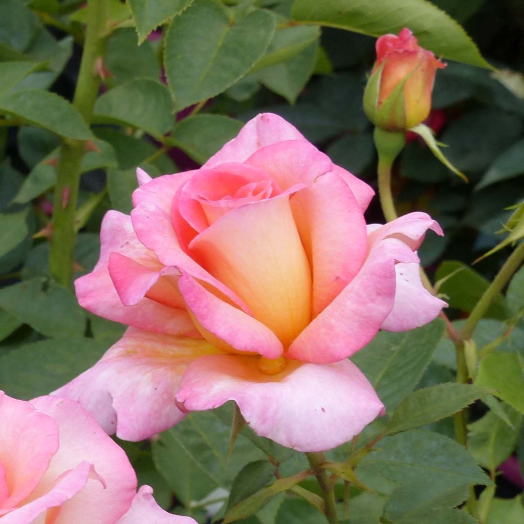 Rosier à grandes fleurs André Eve