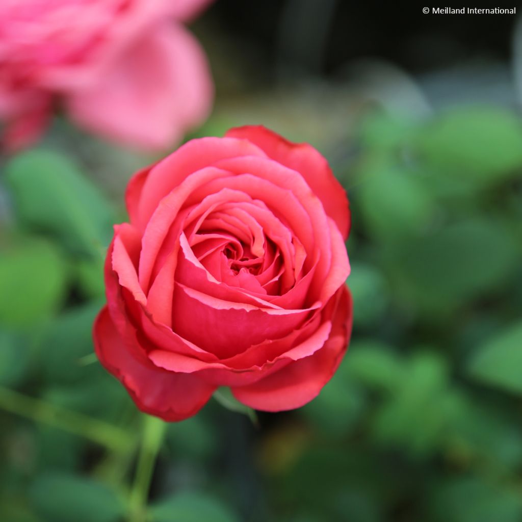 Rosier à grandes fleurs Audrey Fleurot