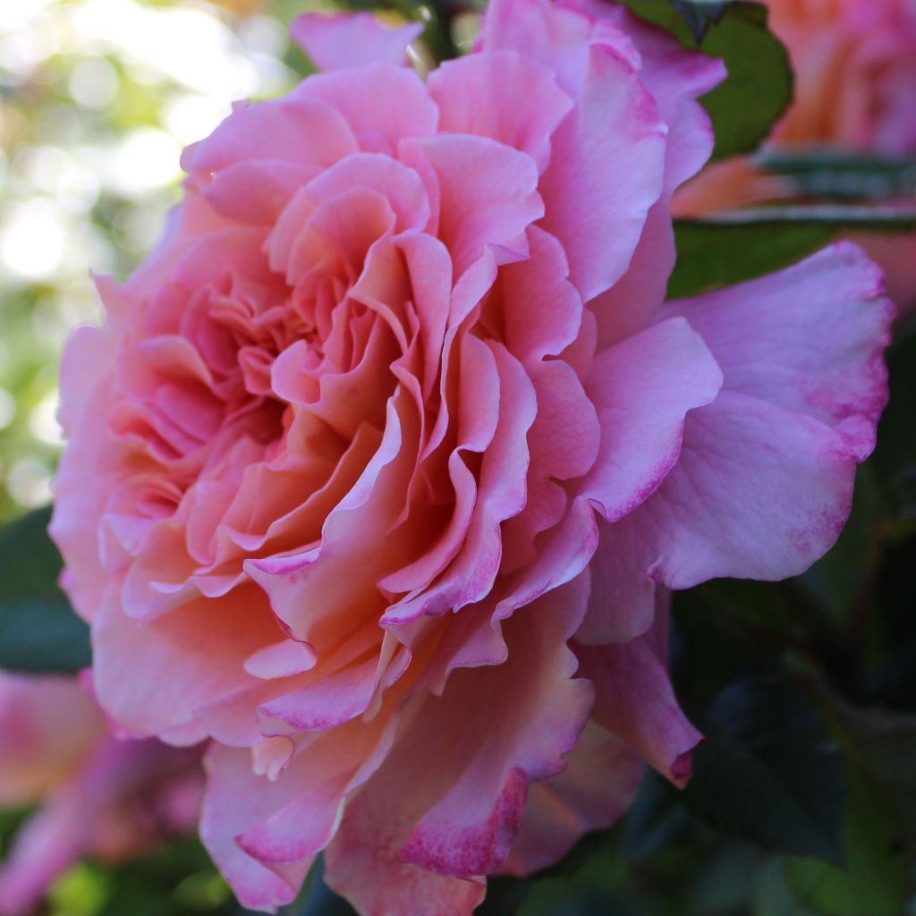 Rosier à grandes fleurs Augusta Luise ®