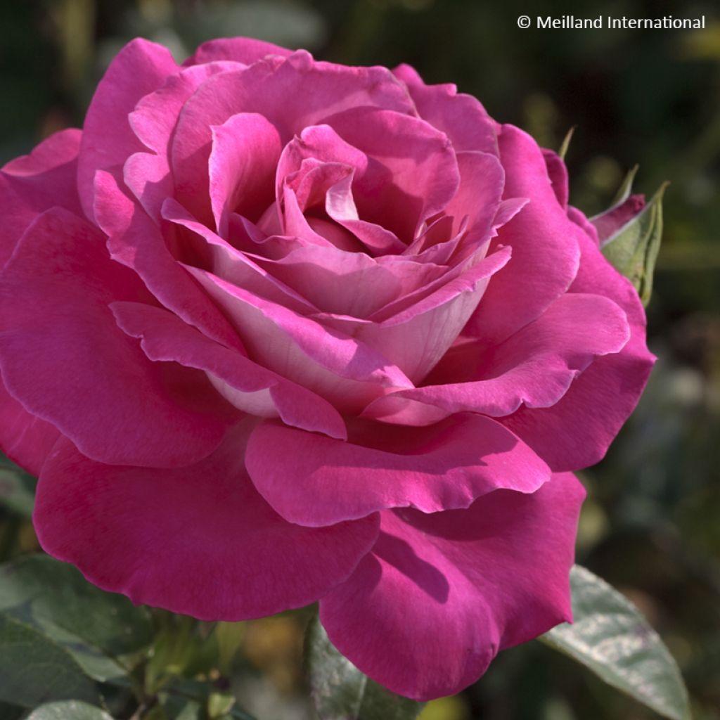 Rosier à grandes fleurs Baronne Edmond de Rothschild