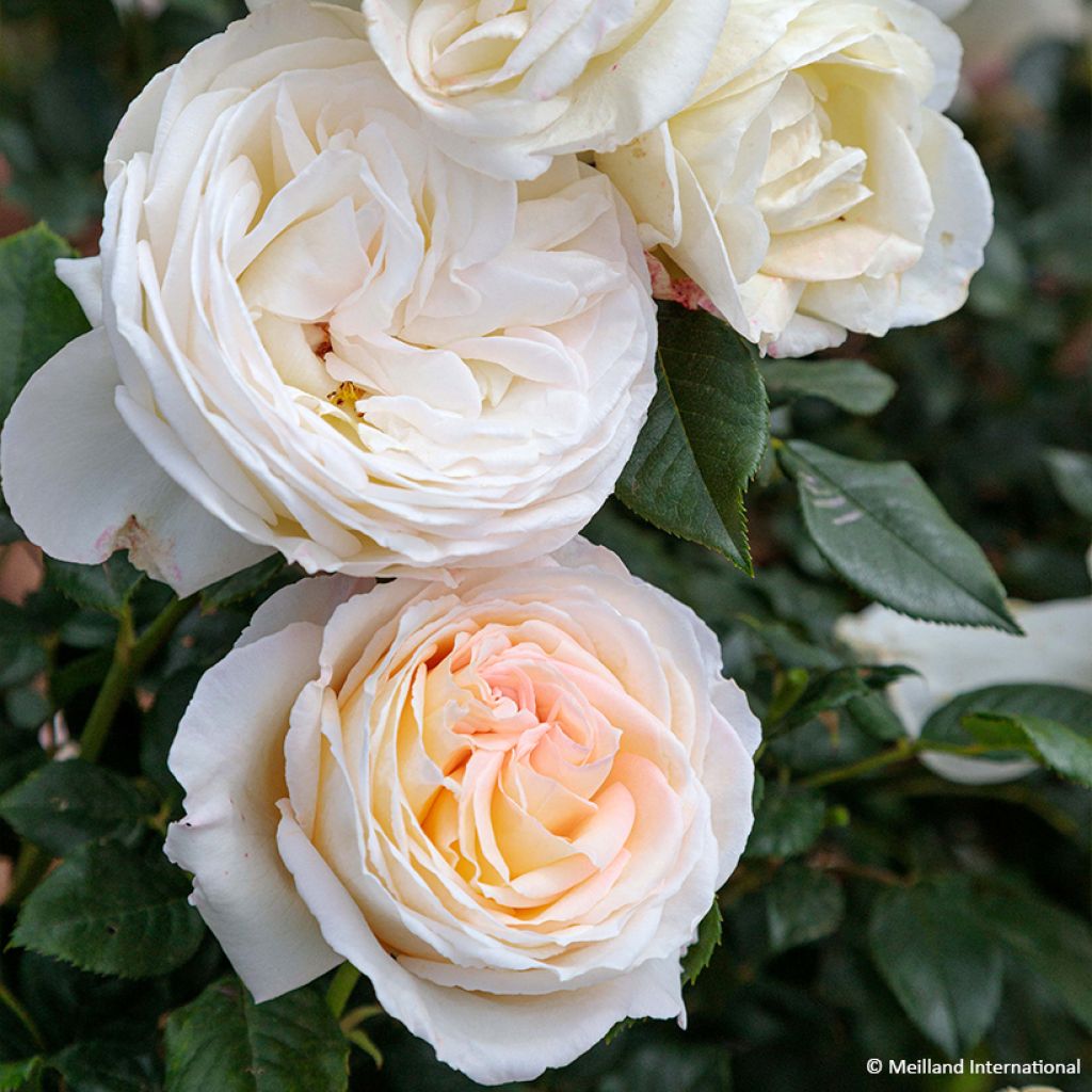 Rosier à grandes fleurs Camille Claudel