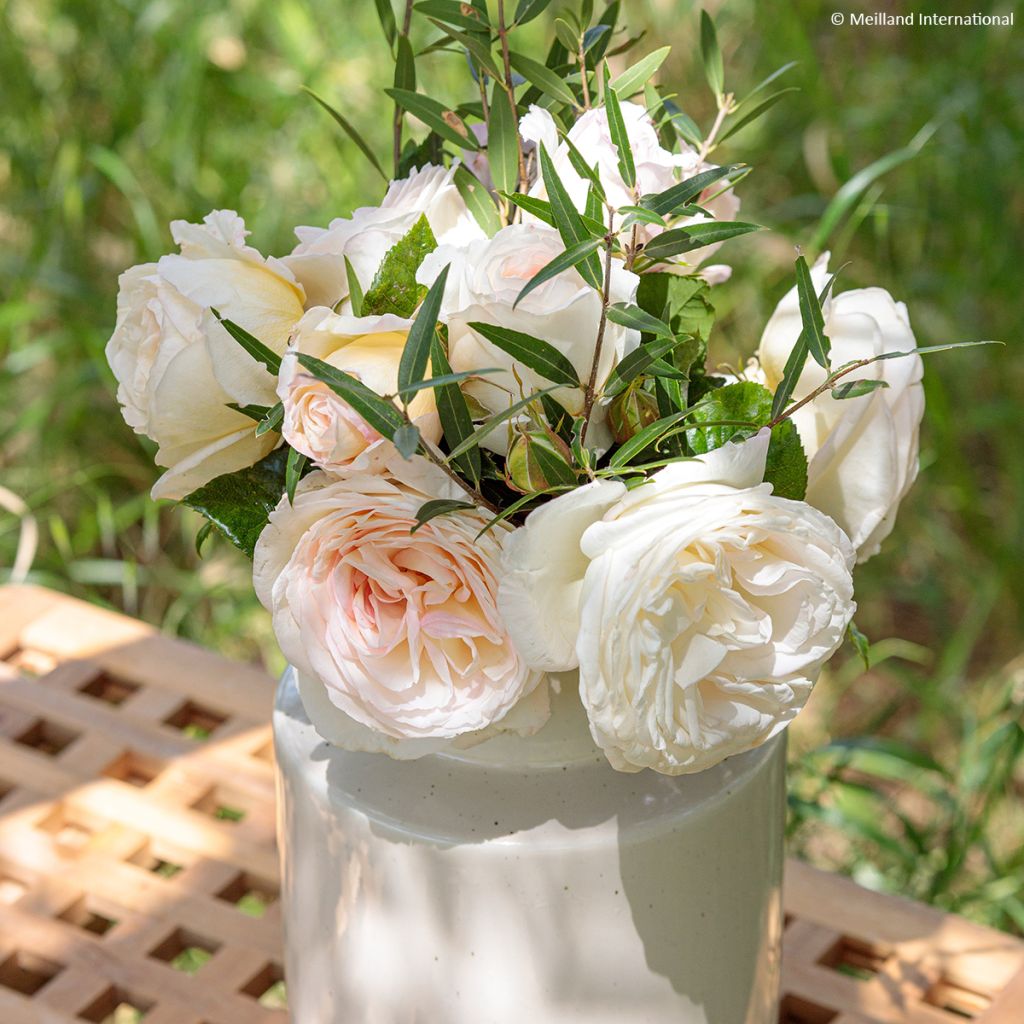 Rosier à grandes fleurs Camille Claudel